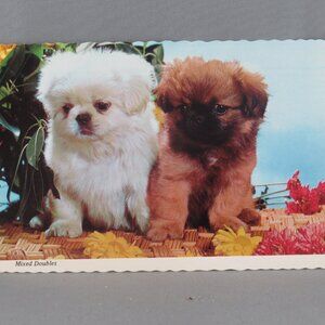 Vintage Postcard - 2 Puppies - Continental Card